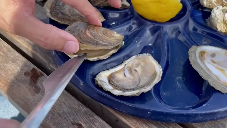 Huître de Cancale fraîchement ouverte dans sa coquille montrant la chair charnue et les jus naturels, démontrant la qualité premium de l'ostréiculture côtière bretonne