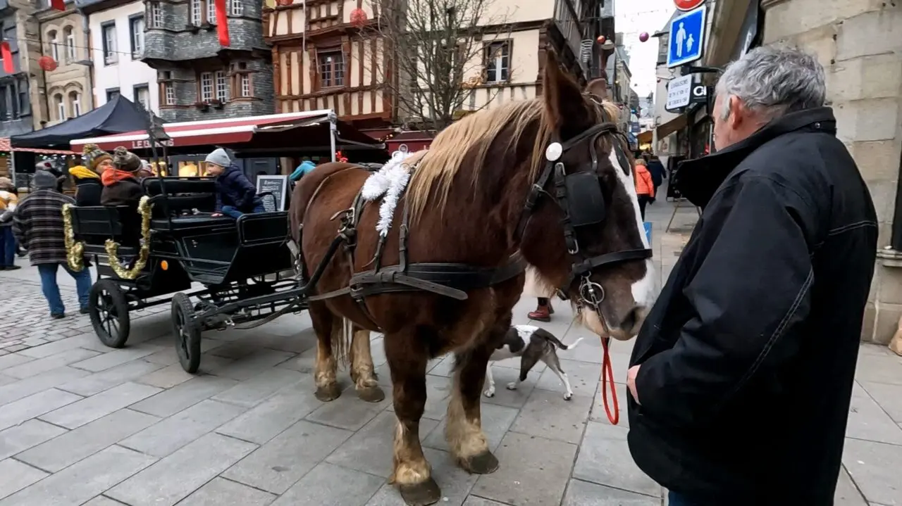 Promenades en calèche cheval de trait marché de Noël Lannion Bretagne divertissement traditionnel